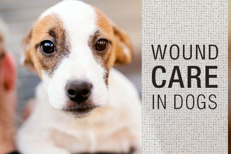 Wound Care in Dogs