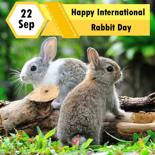 Gossips About Bunnies on this International Rabbit Day!