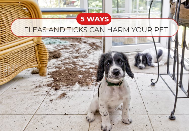 5 Ways Fleas and Ticks Can Harm Your Pet