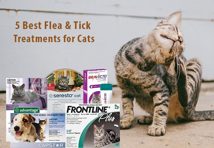 Top 5 Flea and Tick Treatments for Cats This Year 2024