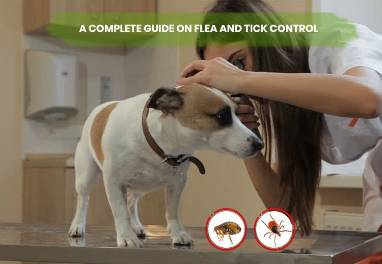 A COMPLETE GUIDE ON FLEA AND TICK CONTROL