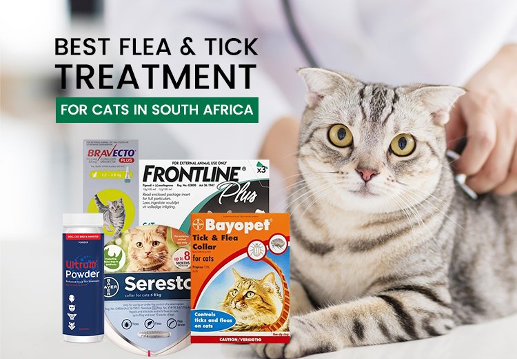 Best Flea and Tick Treatment for Cats