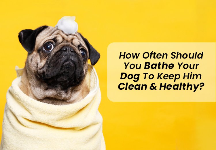 Dog Bathing: Everything You Need to Know