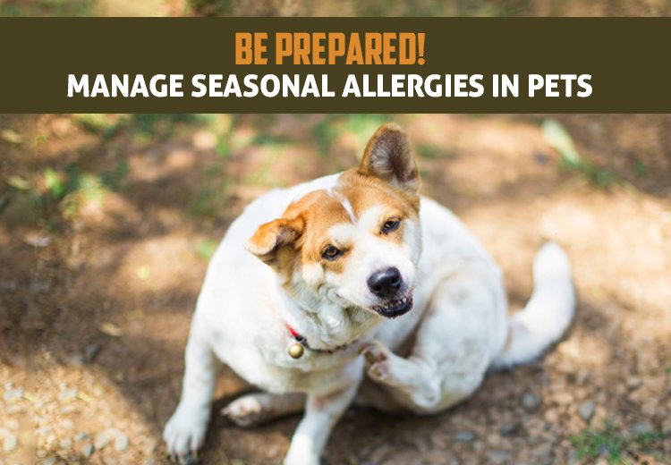 A Comprehensive Guide to Managing Seasonal Allergies in Pets