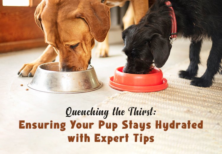Discover the Best Way to Hydrate Your Dog