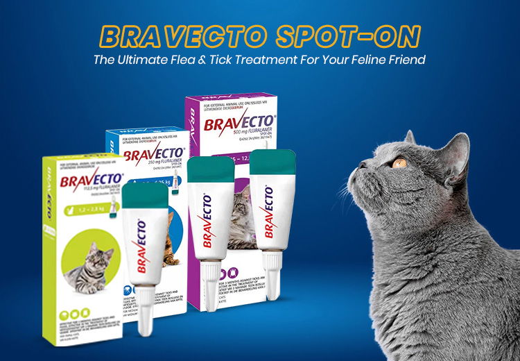 Bravecto-Spot-on-for-Cats