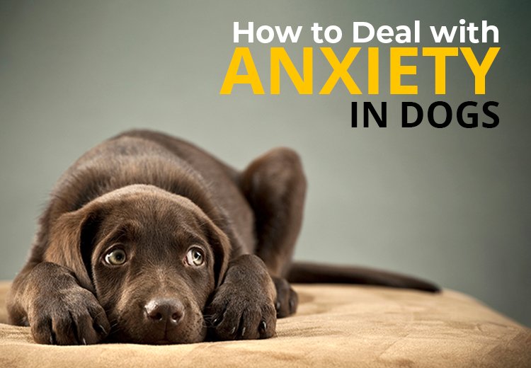 Canine Anxiety: Signs, Causes, and Treatment