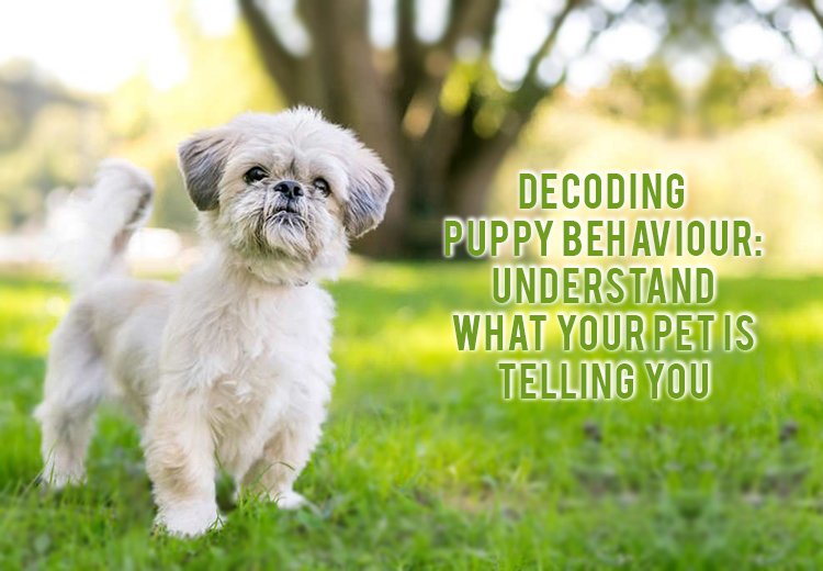 Decoding Puppy Behaviour Strengthen Your Bond with Expert Tips