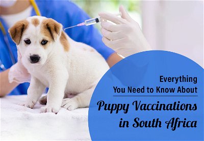 Everything You Need to Know About Puppy Vaccinations in South Africa