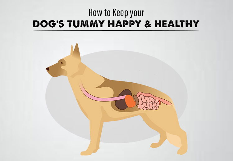 Importance and Secrets of A Happy Dog's Digestion Health