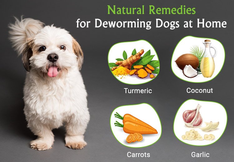 The Best And Most Effective Intestinal And Heartworm Products For Dogs