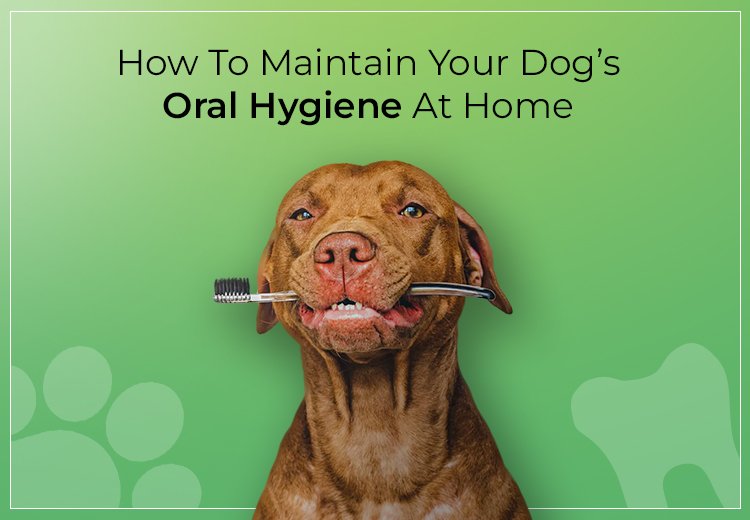 How to Clean Dogs Teeth at Home?