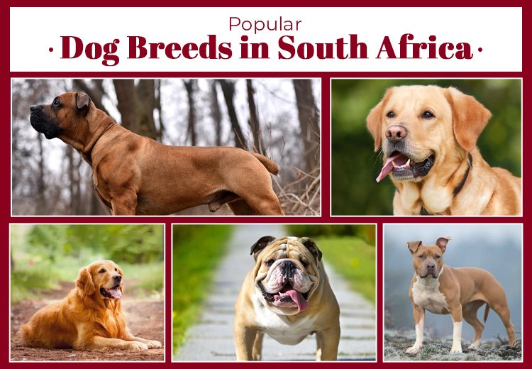 Popular Dog Breeds in South Africa