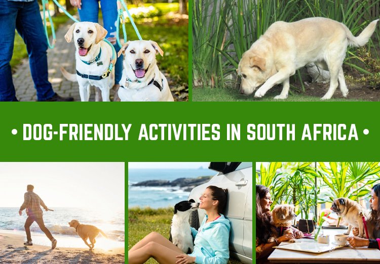 Best Dog-Friendly Activities in South Africa: A Travel Guide For Dog Lovers