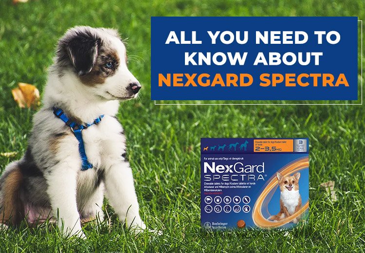 NexGard SPECTRA®  Complete Parasitic Protection Solution for Dogs