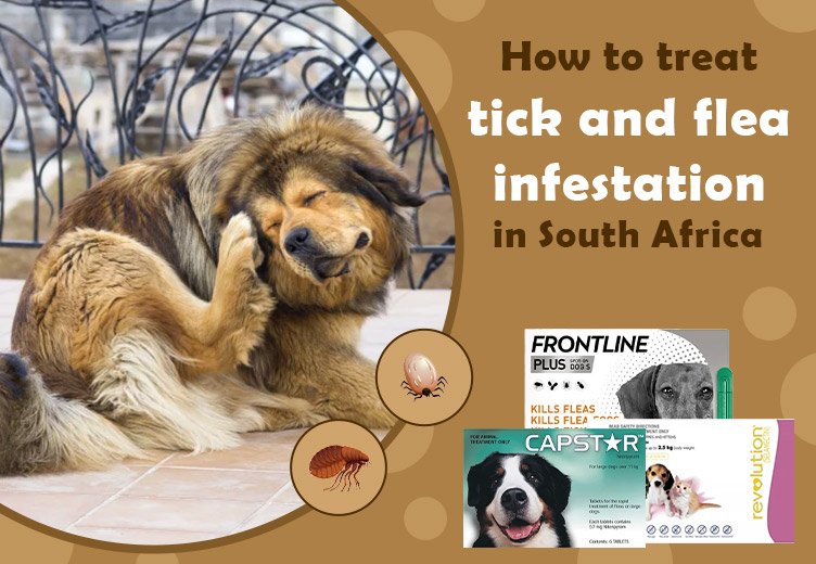 how do you treat a tick infestation on a dog