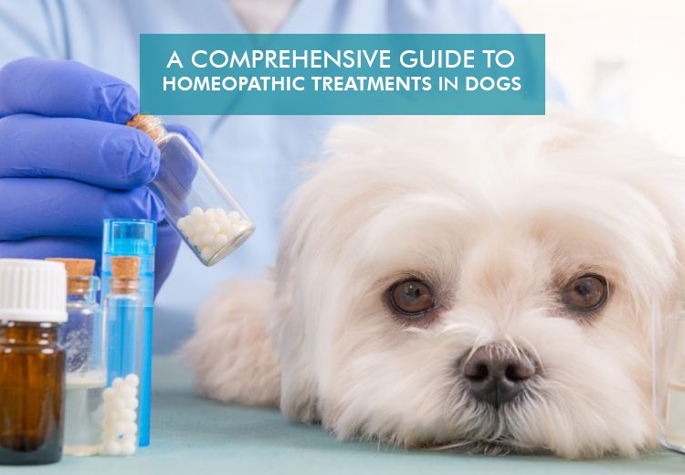 Comprehensive Guide For Homeopathic Treatments in Dogs