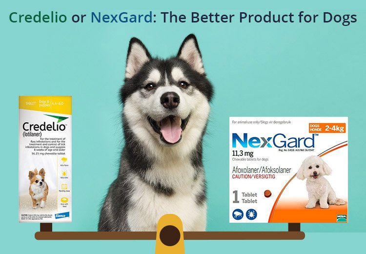 Credelio vs NexGard The Better Product for Dogs