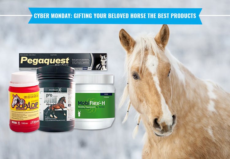 Cyber Monday Gifting Your Beloved Horse The Best Products