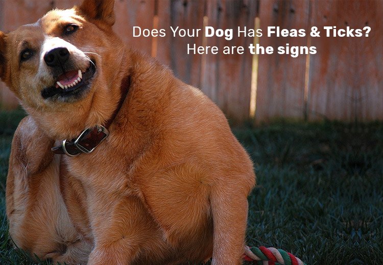 Does Your Dog Has Fleas and Ticks? Here are the signs