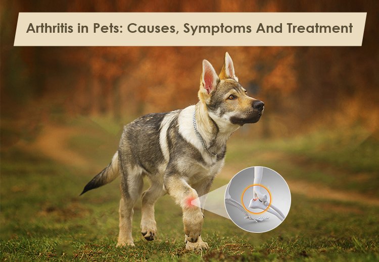 Help Your Pet Manage Arthritis with These Effective Tips