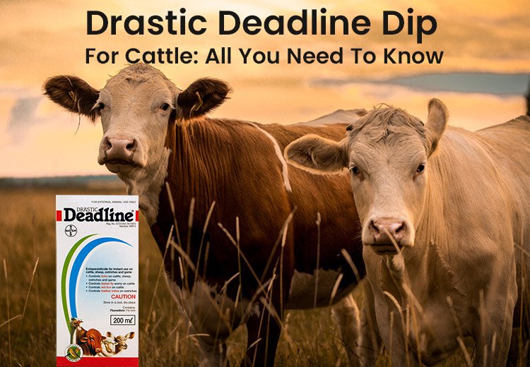 Drastic Deadline Dip for Cattle All You Need To Know
