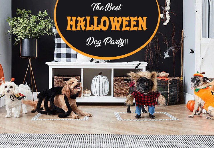 Throw the Best Halloween Dog Party Ever!