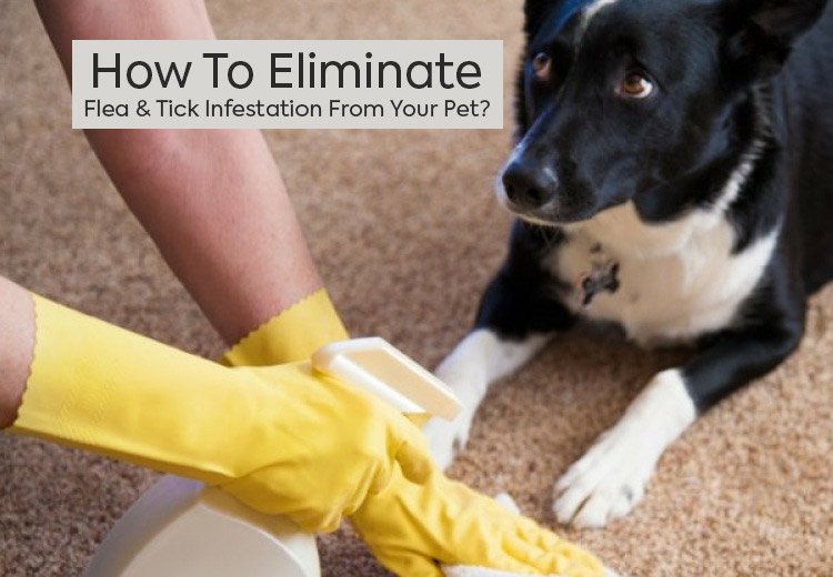How To Eliminate Flea And Tick Infestation From Your Pet?
