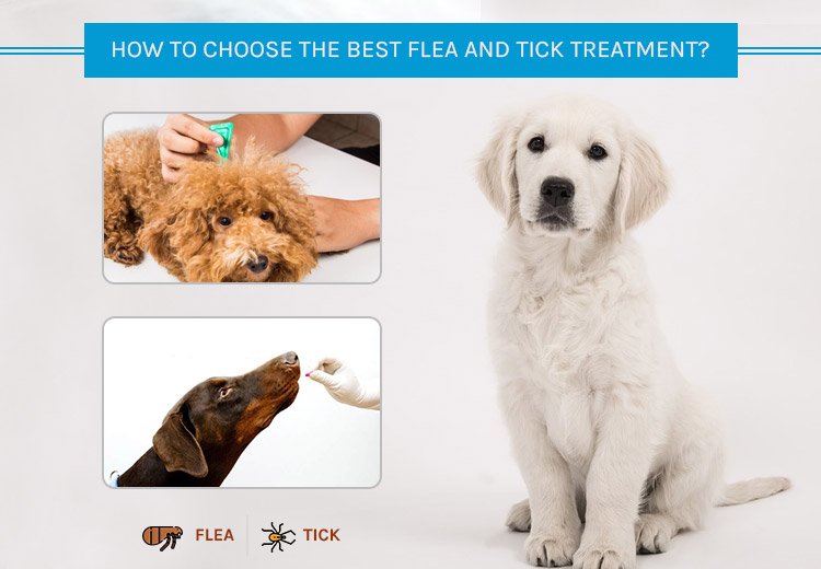 How to Choose The Best Flea And Tick Treatment?