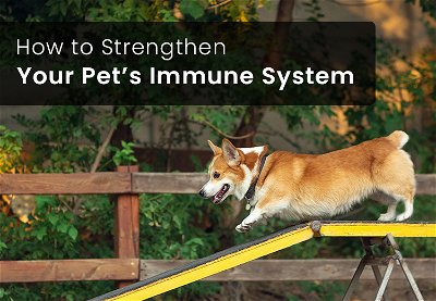 BPS-How-to-Strengthen-Your-Pet’s-Immune-System_02122024_042729.jpg