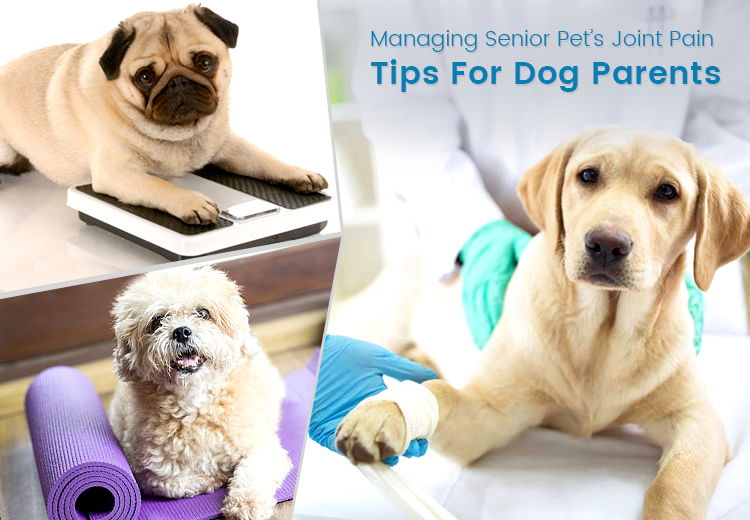 Deal with Your Senior Pet's Joint Pain