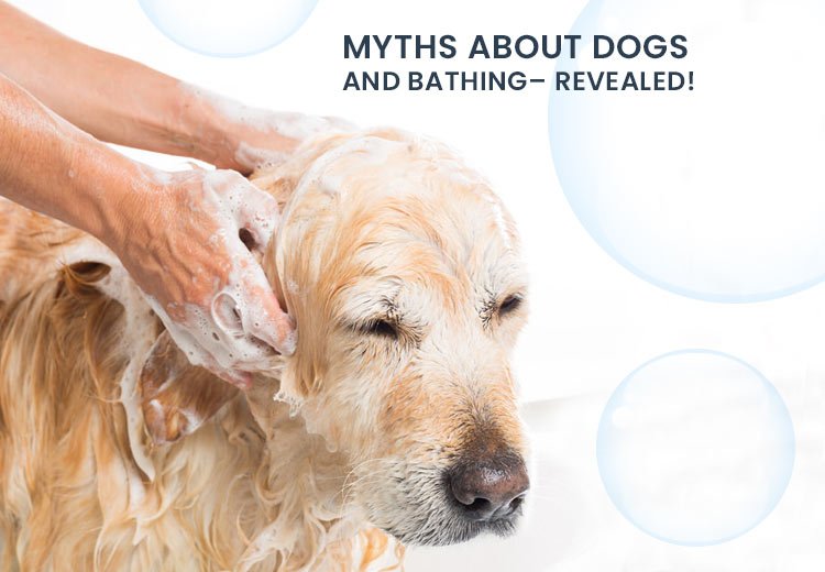 Debunking Common Myths About Dogs and Bathing