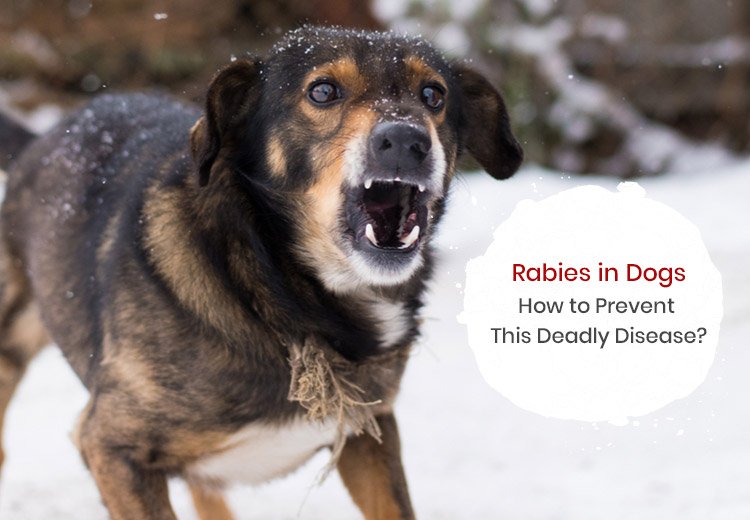 Rabies in Dogs: How to Prevent This Deadly Disease?