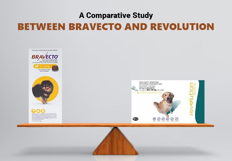Bravecto vs Revolution: Which Flea & Tick Treatment is Right for Your Dog?