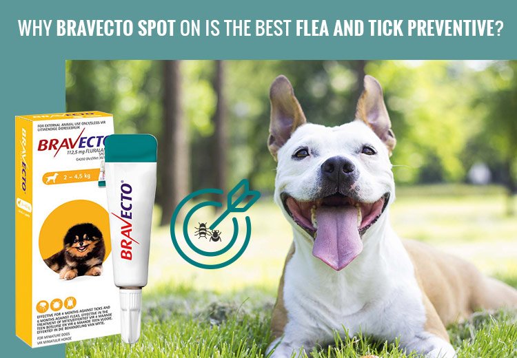 Why Bravecto Spot On Is The Best Flea And Tick Preventive?