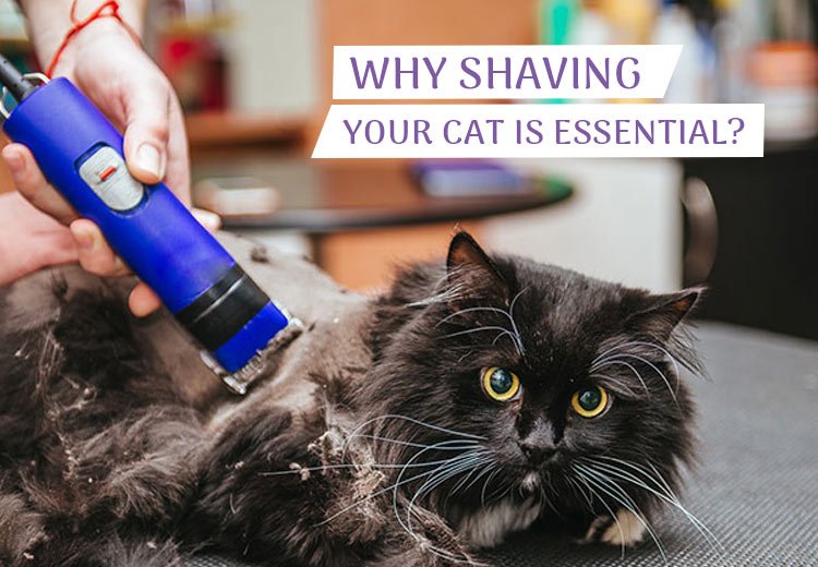 Why Shaving Your Cat Is Essential?