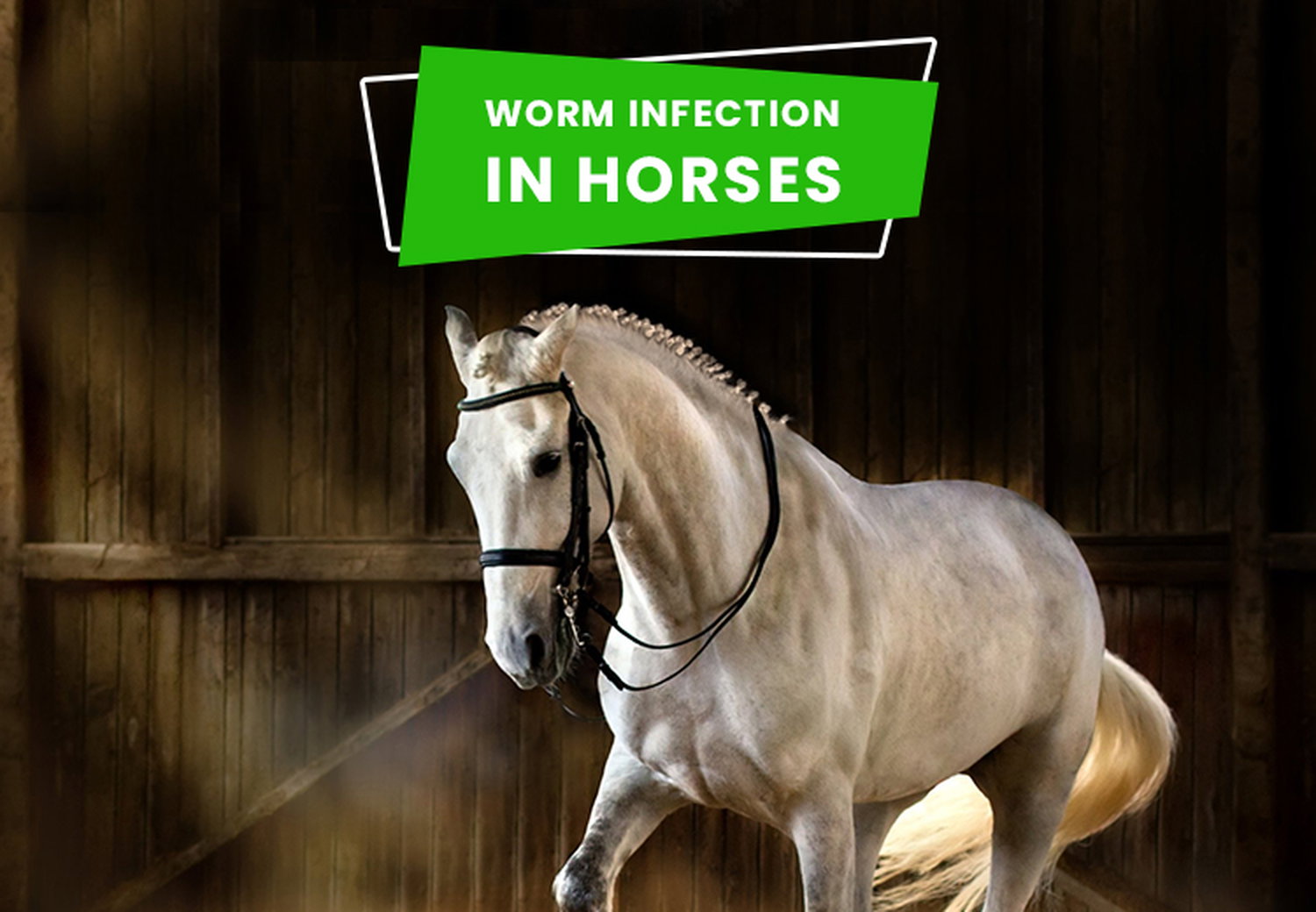 Worm infection in Horses