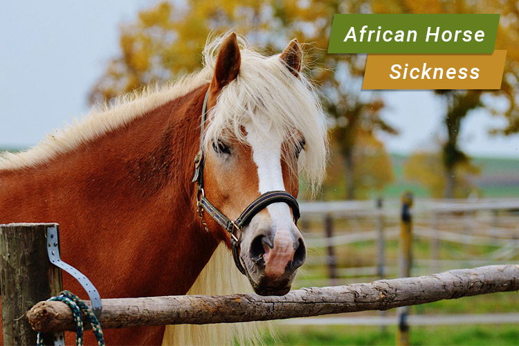 African Horse Sickness