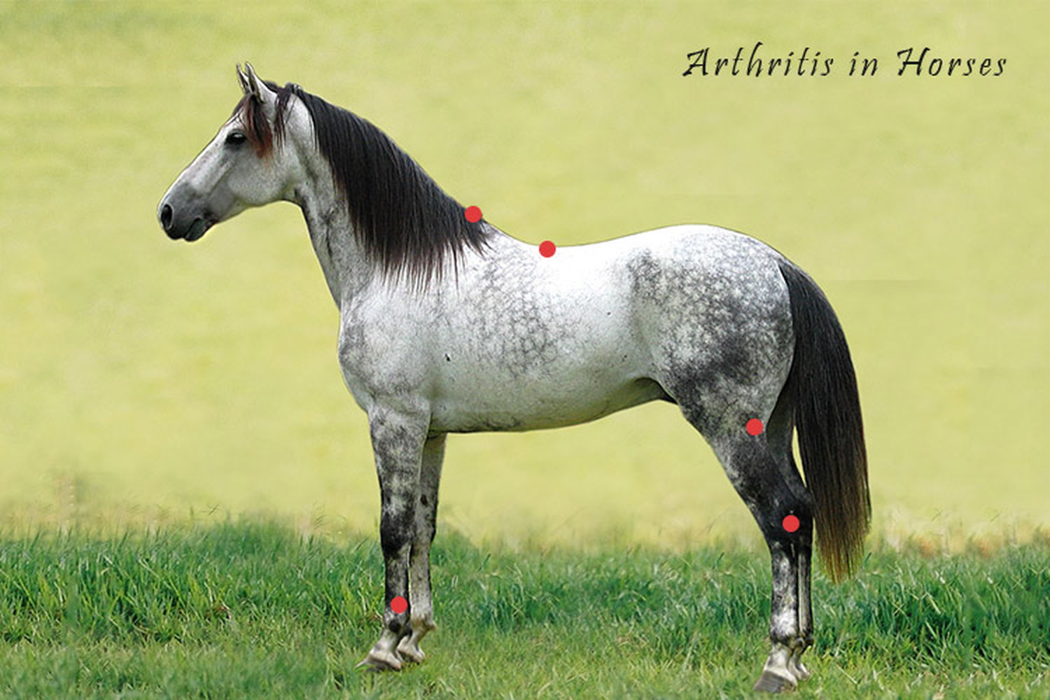Arthritis in Horses