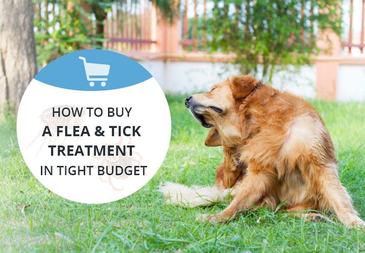 How to Buy a Flea and Tick Treatment in Tight Budget