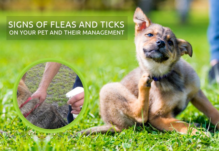 Signs of Fleas and Ticks on Your Pet and Their Management