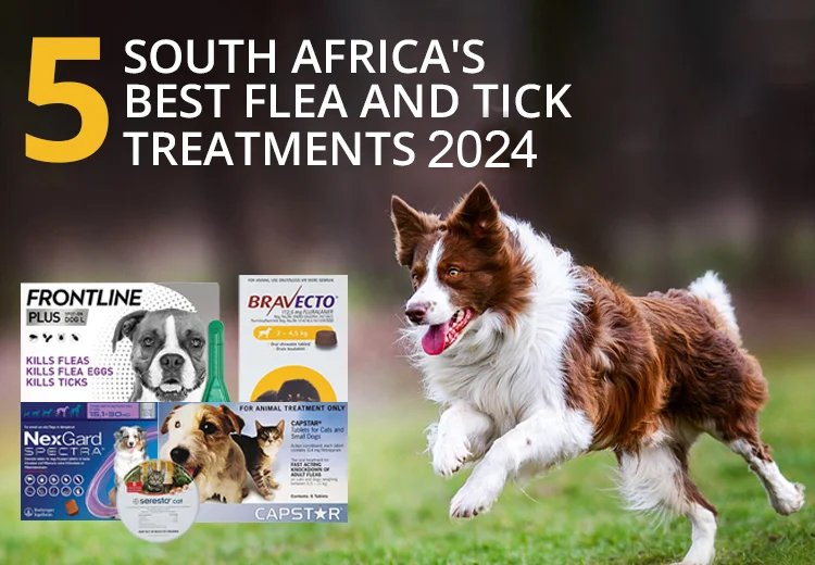 South Africa's 5 Best Flea and Tick Treatments 2024