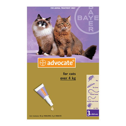 Advocate for hot sale large cats